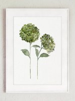 ڥͥݥ̵COLOR WATERCOLOR | Hydrangea Flowers Art Print #4 | A4 ȥץ/ݥξʲ