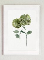 ڥͥݥ̵COLOR WATERCOLOR | Hydrangea Flowers Art Print #5 | A4 ȥץ/ݥξʲ