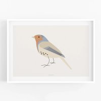 MICUSH | BIRD - ROBIN ART PRINT (AP067) | ȥץ/ݥ (30x40cm)ξʲ