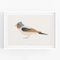 MICUSH | BIRD - CHAFFINCH (FRINGILLA COELEBS) ART PRINT (AP069) | ȥץ/ݥ (30x40cm)ξʲ
