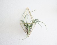 HEMLEVA | MARQUISE WALL SCONCE | AIR PLANT HOLDER (壁掛け鉢) | プラントホルダーの商品画像