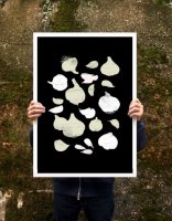 ANEK | Garlic Poster | ȥץ/ݥ (50x70cm)̲ ե 쥹ȥ ƥꥢ ۤξʲ