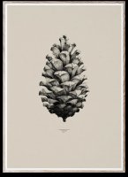 PAPER COLLECTIVE | PINE CONE (sand) | ȥץ/ȥݥ (50x70cm)̲ ץ ƥꥢ ۤξʲ