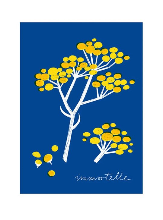 ANEK | Immortelle Botanical Art Print | A4 アートプリント/ポスター 北欧 カフェ レストラン インテリア  おしゃれ