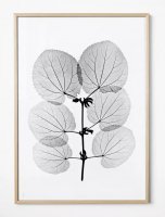 FINE LITTLE DAY | KATSURA POSTER | アートプリント/アートポスター (70x100cm) 北欧 インテリア デザイン リビング 大判の商品画像