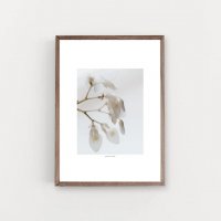 SIMPLISTIC LAYERS | Alocasia flowers (APS02) | アートプリント/アートポスター (50x70cm) 北欧 フォトグラフィー 送料無料の商品画像