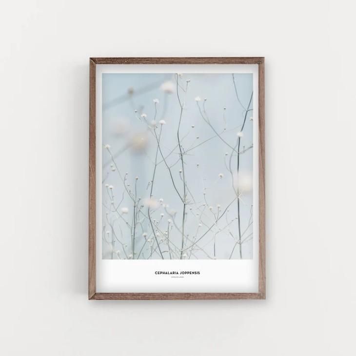 SIMPLISTIC LAYERS | Cephalaria Joppensis plant (APS10) | アート