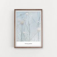 SIMPLISTIC LAYERS | Cephalaria Joppensis plant (APS10) | アートプリント/アートポスター (50x70cm) 北欧 フォトグラフィー 送料無料の商品画像
