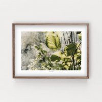 SIMPLISTIC LAYERS | Botanical (APS022) | アートプリント/アートポスター (50x70cm) 北欧 フォトグラフィー 送料無料の商品画像