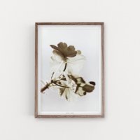 SIMPLISTIC LAYERS | Pelargonium (APS026) | アートプリント/アートポスター (50x70cm) 北欧 フォトグラフィー 送料無料の商品画像