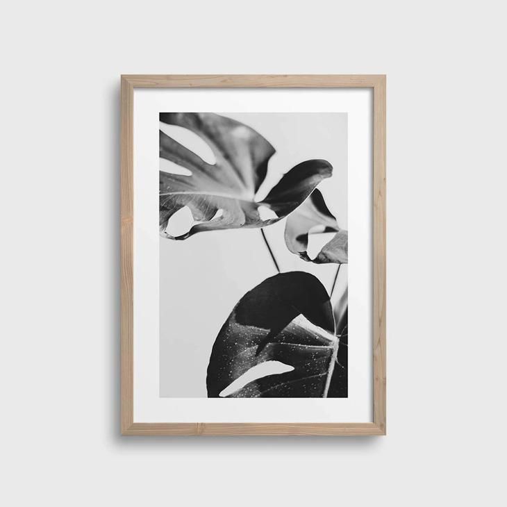 NOUROM | GREY MONSTERA #1 | アートプリント/ポスター (50x70cm) 北欧 ミニマル インテリア おしゃれ