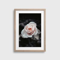 NOUROM | ROSE BUSH #3 | アートプリント/ポスター (50x70cm) 北欧 ミニマル インテリア おしゃれの商品画像