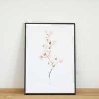 COLOR WATERCOLOR | Cherry Blossom #1 (white) | A3 ȥץ/ݥ ̲ ץ ξʲ