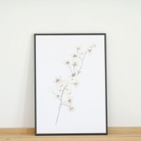 COLOR WATERCOLOR | Cherry Blossom #2 (white) | A3 ȥץ/ݥ ̲ ץ ξʲ