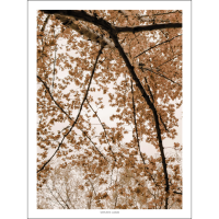 SIMPLISTIC LAYERS | Fall Oriental Plane Tree (APS42) | ȥץ/ݥ (30x40cm) ̲ ƥꥢ ξʲ