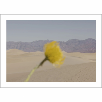 THE POSTER CLUB x  Nicole Mason | Desert Mirage | 50x70cm ȥץ/ȥݥ ̲ ǥޡξʲ