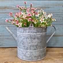 G*送様 リンゼアナセット❤️4センチポット リンゼアナセット❤️ 4センチポット - メルカリ