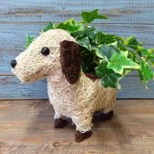 菩提樹木＋プラントボックススタンド 菩提樹木＋プラントボックススタンド 51e70nS5X7L._UF894