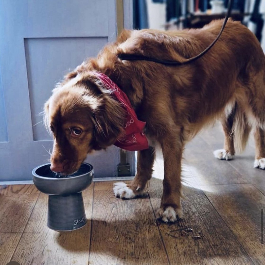 Classy Bowldeepfor drinking water and for dog...