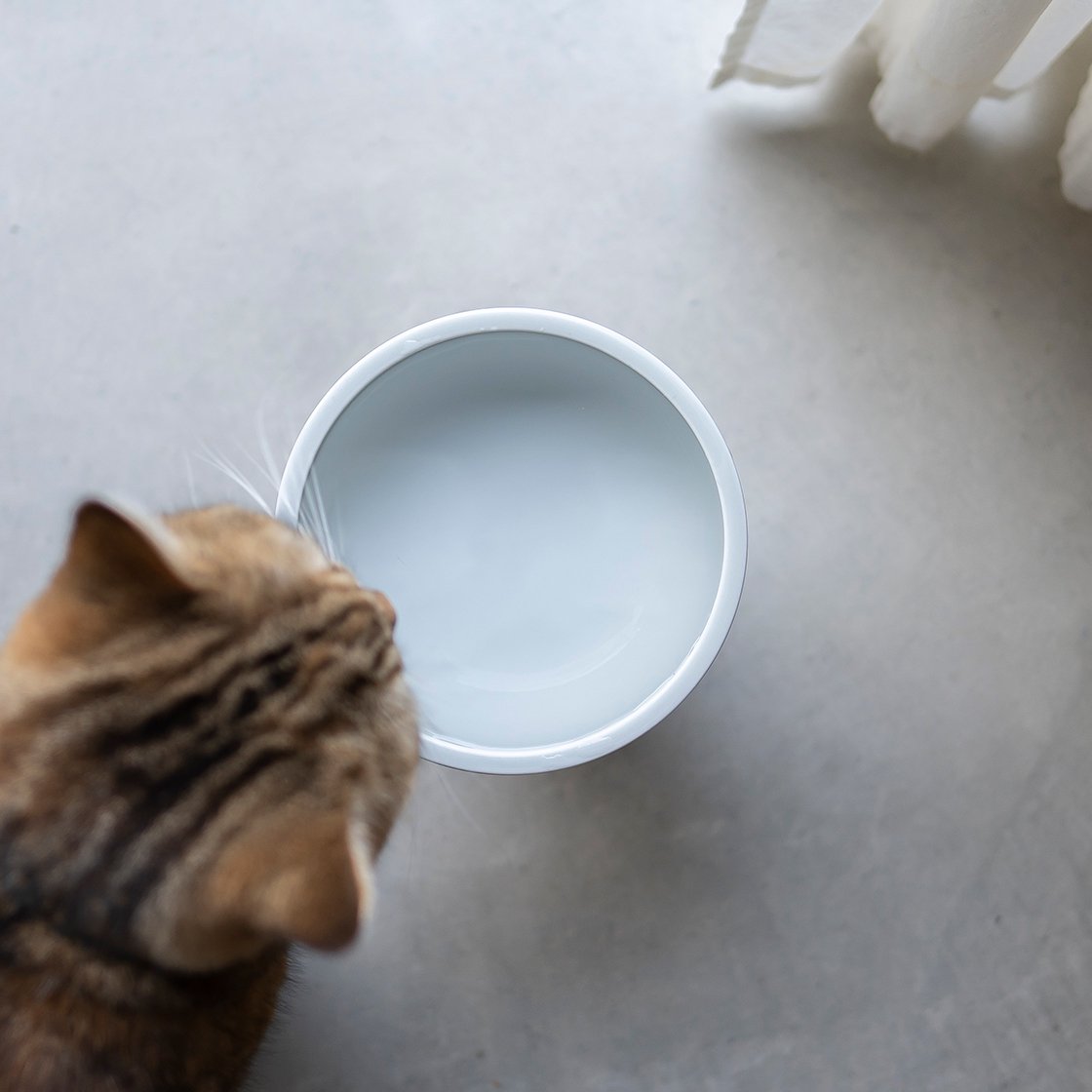 Classy Bowl【water bowl】THz（テラヘルツ） グレー / 水用
