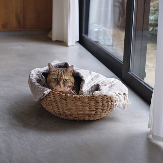 猫用 ウォーターヒアシンス ラウンドベッド｜猫とインテリアnecoto.
