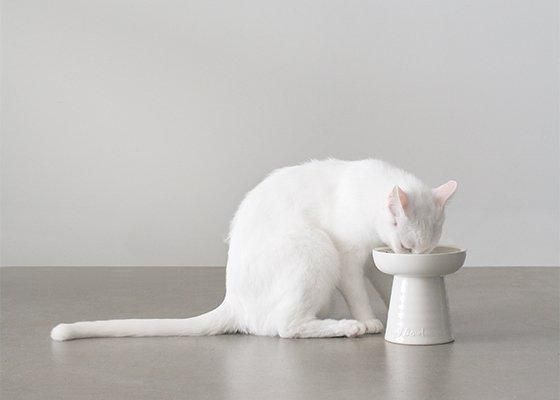 <img class='new_mark_img1' src='https://img.shop-pro.jp/img/new/icons57.gif' style='border:none;display:inline;margin:0px;padding:0px;width:auto;' />��20%OFF��Classy Bowl �����ȥ�åȥ�����