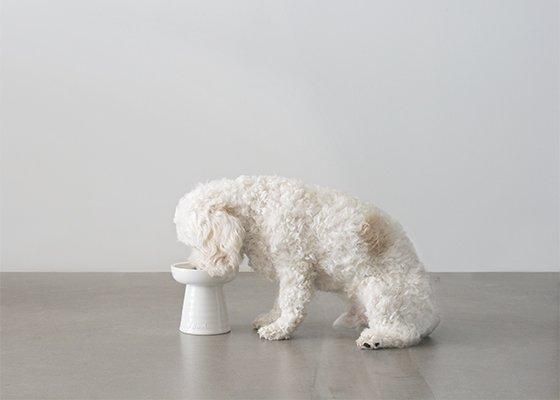 <img class='new_mark_img1' src='https://img.shop-pro.jp/img/new/icons57.gif' style='border:none;display:inline;margin:0px;padding:0px;width:auto;' />��20%OFF��Classy Bowl �����ȥ�åȥ�����