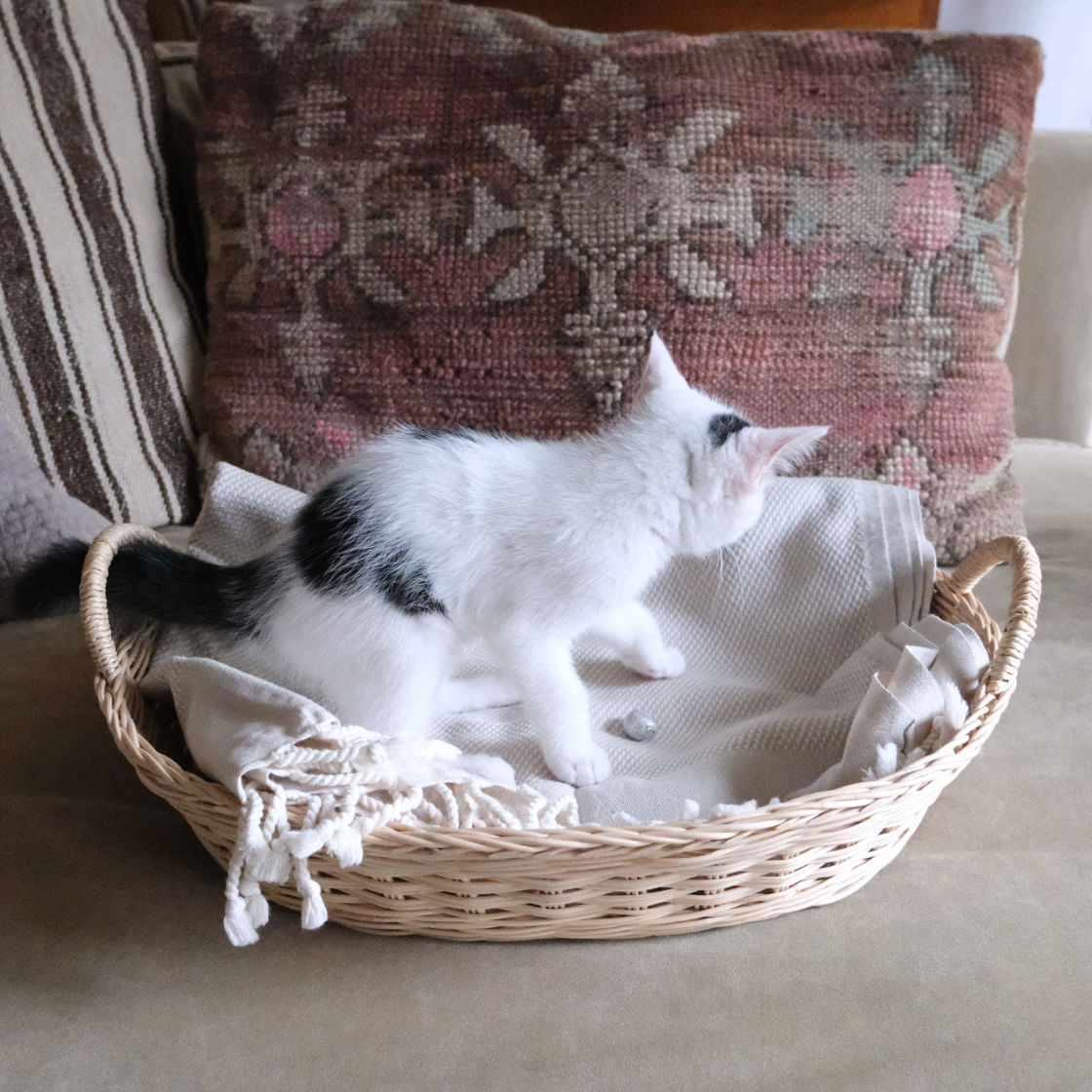 <img class='new_mark_img1' src='https://img.shop-pro.jp/img/new/icons57.gif' style='border:none;display:inline;margin:0px;padding:0px;width:auto;' />ȥ륳 꿥Υ˥ååȡLINEN / COTTON