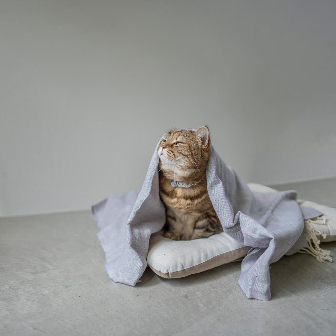 <img class='new_mark_img1' src='https://img.shop-pro.jp/img/new/icons57.gif' style='border:none;display:inline;margin:0px;padding:0px;width:auto;' />ȥ륳 꿥Υ˥ååȡLINEN / COTTON