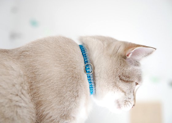 猫の首輪/ヘンプ編み【キウイ】 