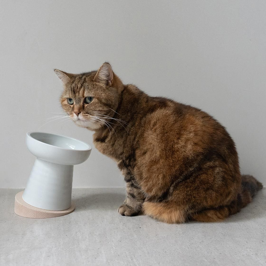 <img class='new_mark_img1' src='https://img.shop-pro.jp/img/new/icons57.gif' style='border:none;display:inline;margin:0px;padding:0px;width:auto;' />Wooden Yummy Slope(Made in Japan)