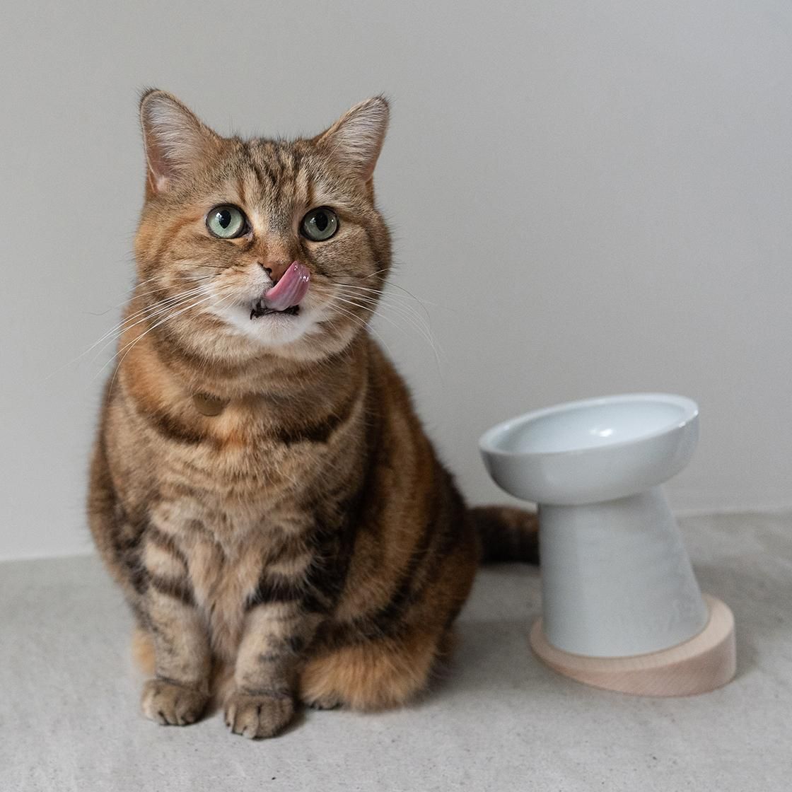 <img class='new_mark_img1' src='https://img.shop-pro.jp/img/new/icons57.gif' style='border:none;display:inline;margin:0px;padding:0px;width:auto;' />Wooden Yummy Slope(Made in Japan)