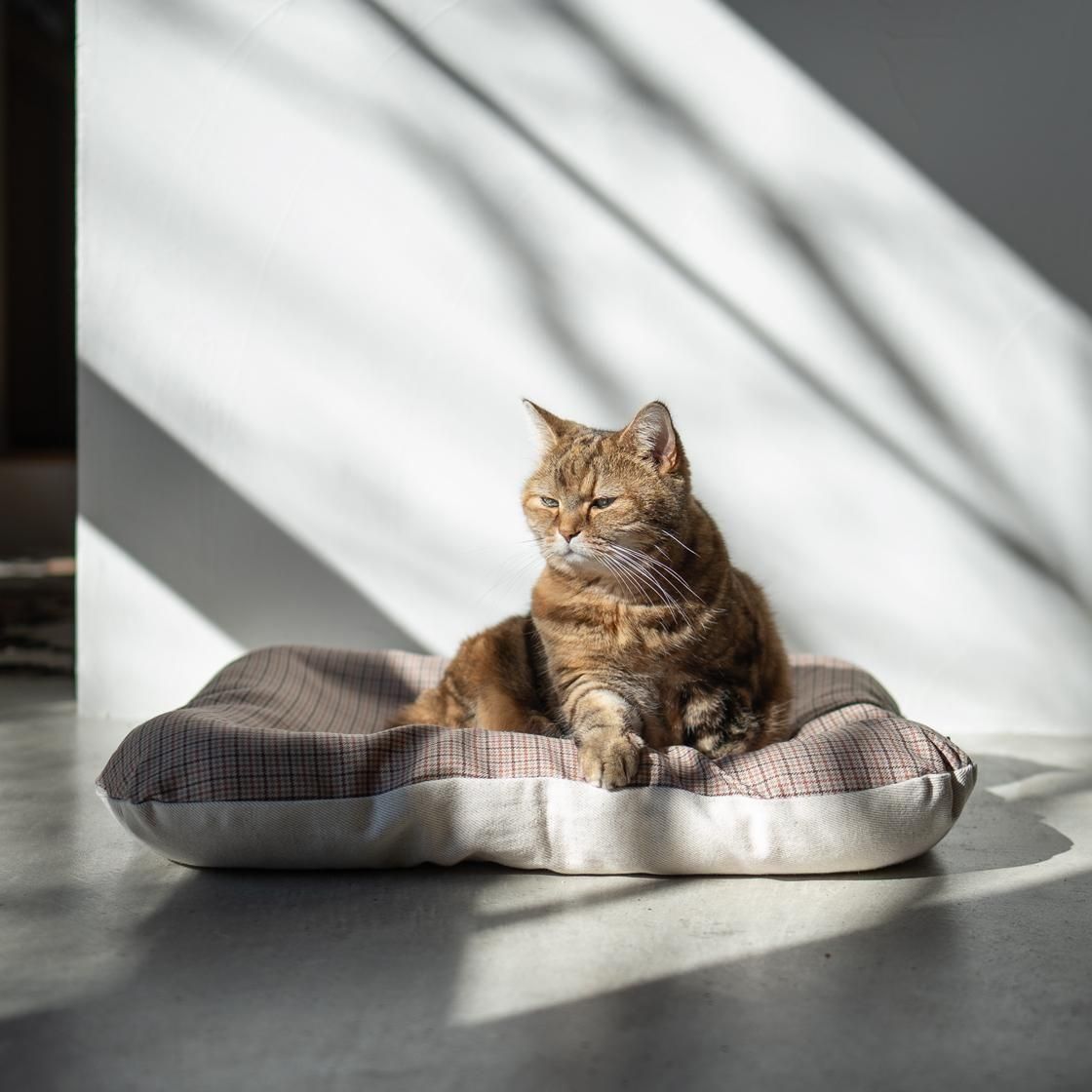 <img class='new_mark_img1' src='https://img.shop-pro.jp/img/new/icons57.gif' style='border:none;display:inline;margin:0px;padding:0px;width:auto;' />12/ȯء٥å(奤ʡդ) For Cat