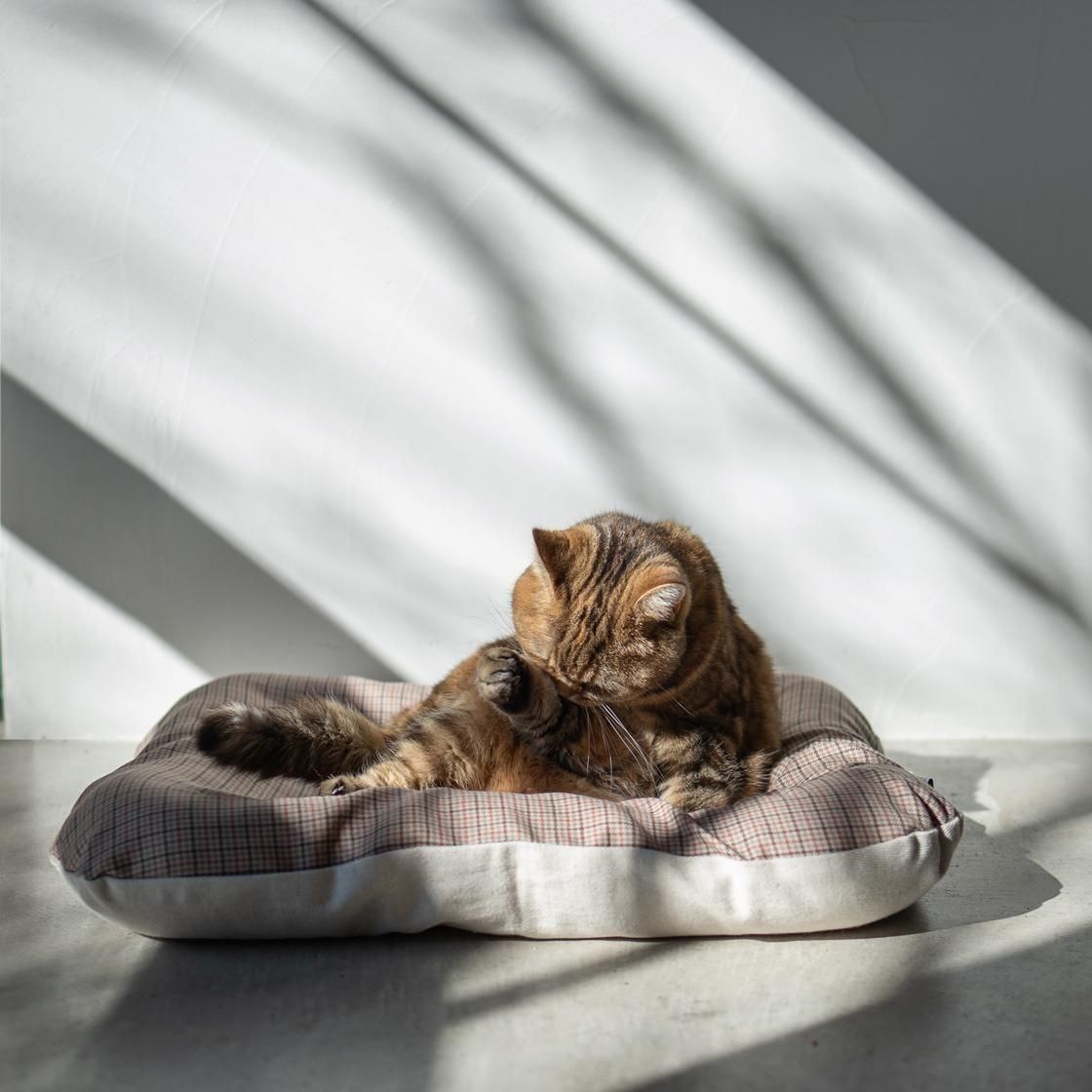 <img class='new_mark_img1' src='https://img.shop-pro.jp/img/new/icons57.gif' style='border:none;display:inline;margin:0px;padding:0px;width:auto;' />12/ȯء٥å(奤ʡդ) For Cat