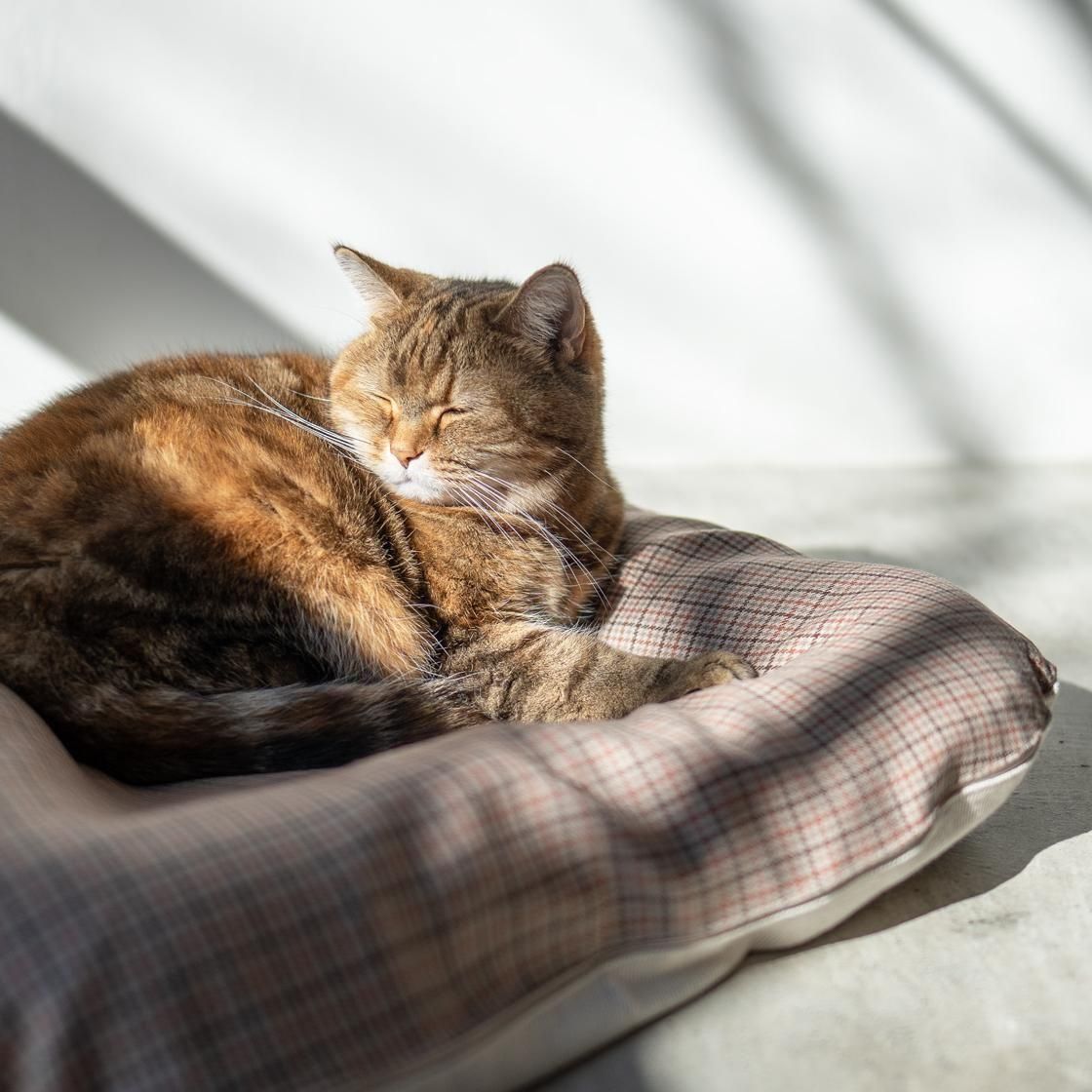 <img class='new_mark_img1' src='https://img.shop-pro.jp/img/new/icons57.gif' style='border:none;display:inline;margin:0px;padding:0px;width:auto;' />12/ȯء٥å(奤ʡդ) For Cat