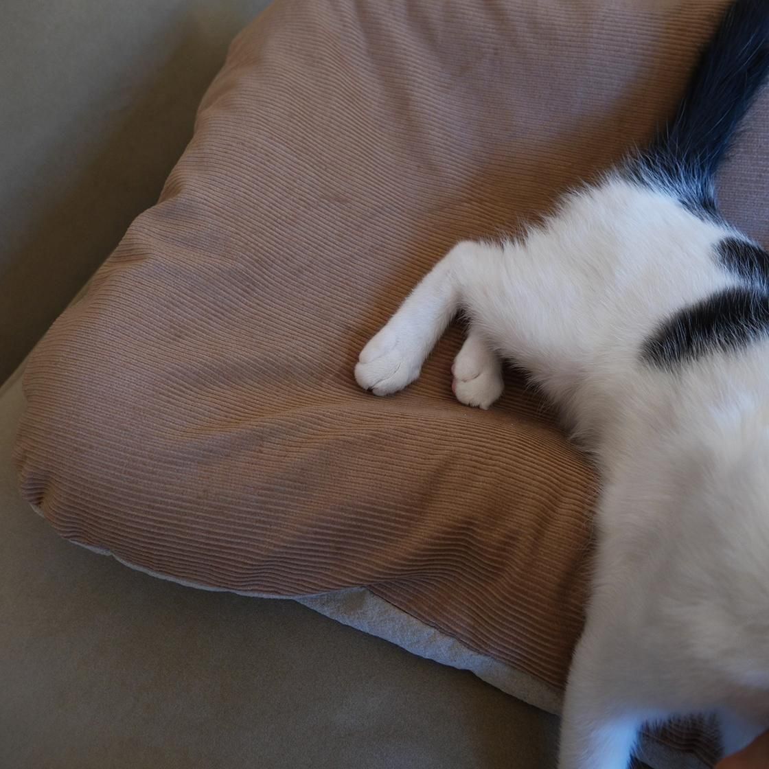 <img class='new_mark_img1' src='https://img.shop-pro.jp/img/new/icons57.gif' style='border:none;display:inline;margin:0px;padding:0px;width:auto;' />12/ȯء٥å(奤ʡդ) For Cat