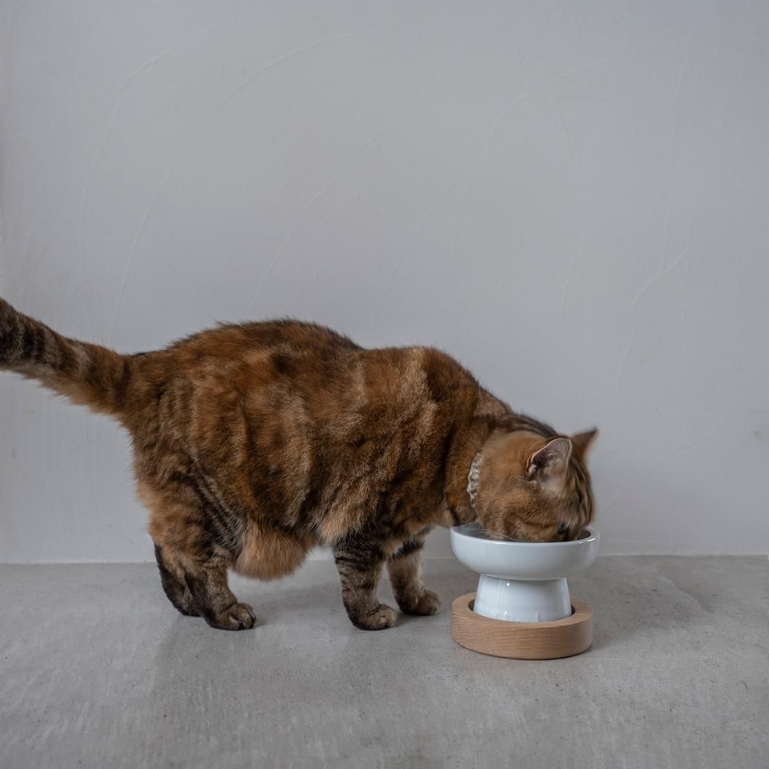 Classy Bowl5/硼/THzʥ硼ȥåѡˡYummy Standå