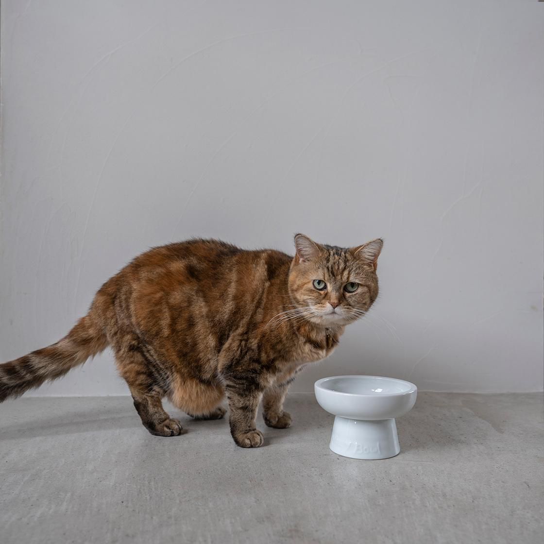 Classy Bowl5/硼/THzʥ硼ȥåѡˡYummy Standå