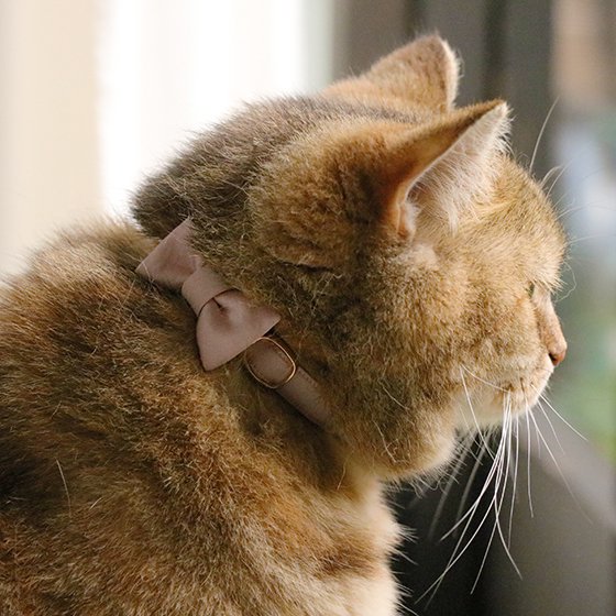 <img class='new_mark_img1' src='https://img.shop-pro.jp/img/new/icons57.gif' style='border:none;display:inline;margin:0px;padding:0px;width:auto;' />TERA CAT カラー/リボン首輪【オーガニックコットン:ボーダーレッド】