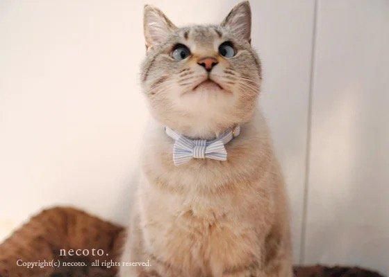 TERA CAT カラー/リボン首輪【オーガニックコットン:ストライプグリーン】