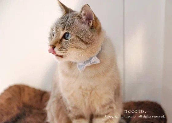 TERA CAT カラー/リボン首輪【オーガニックコットン:ストライプグリーン】