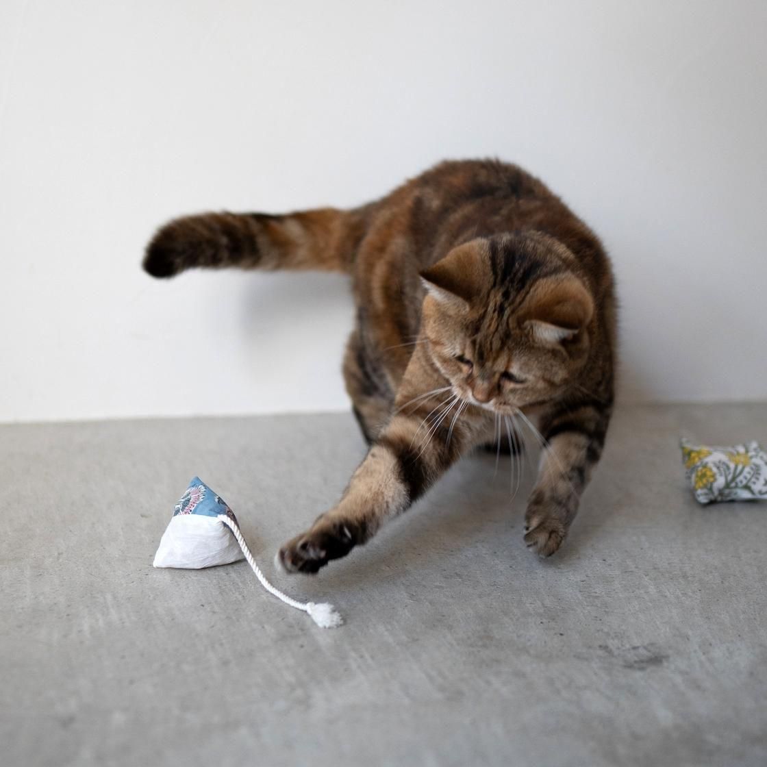 <img class='new_mark_img1' src='https://img.shop-pro.jp/img/new/icons57.gif' style='border:none;display:inline;margin:0px;padding:0px;width:auto;' />SUSTAINYA 㢤Ȣ2SET