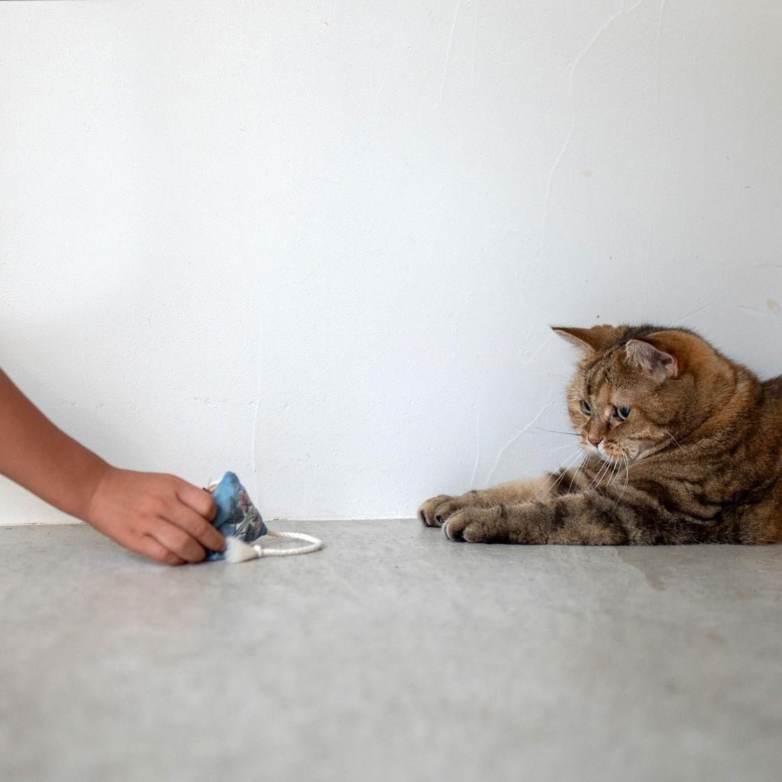 <img class='new_mark_img1' src='https://img.shop-pro.jp/img/new/icons57.gif' style='border:none;display:inline;margin:0px;padding:0px;width:auto;' />SUSTAINYA 㢤Ȣ2SET