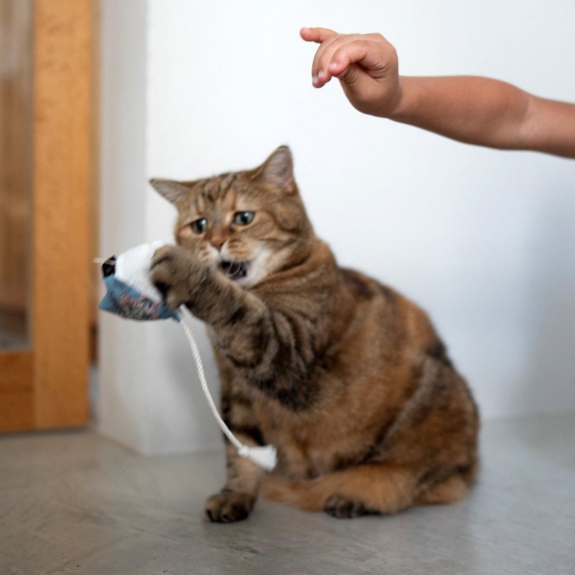 <img class='new_mark_img1' src='https://img.shop-pro.jp/img/new/icons57.gif' style='border:none;display:inline;margin:0px;padding:0px;width:auto;' />SUSTAINYA 㢤Ȣ2SET