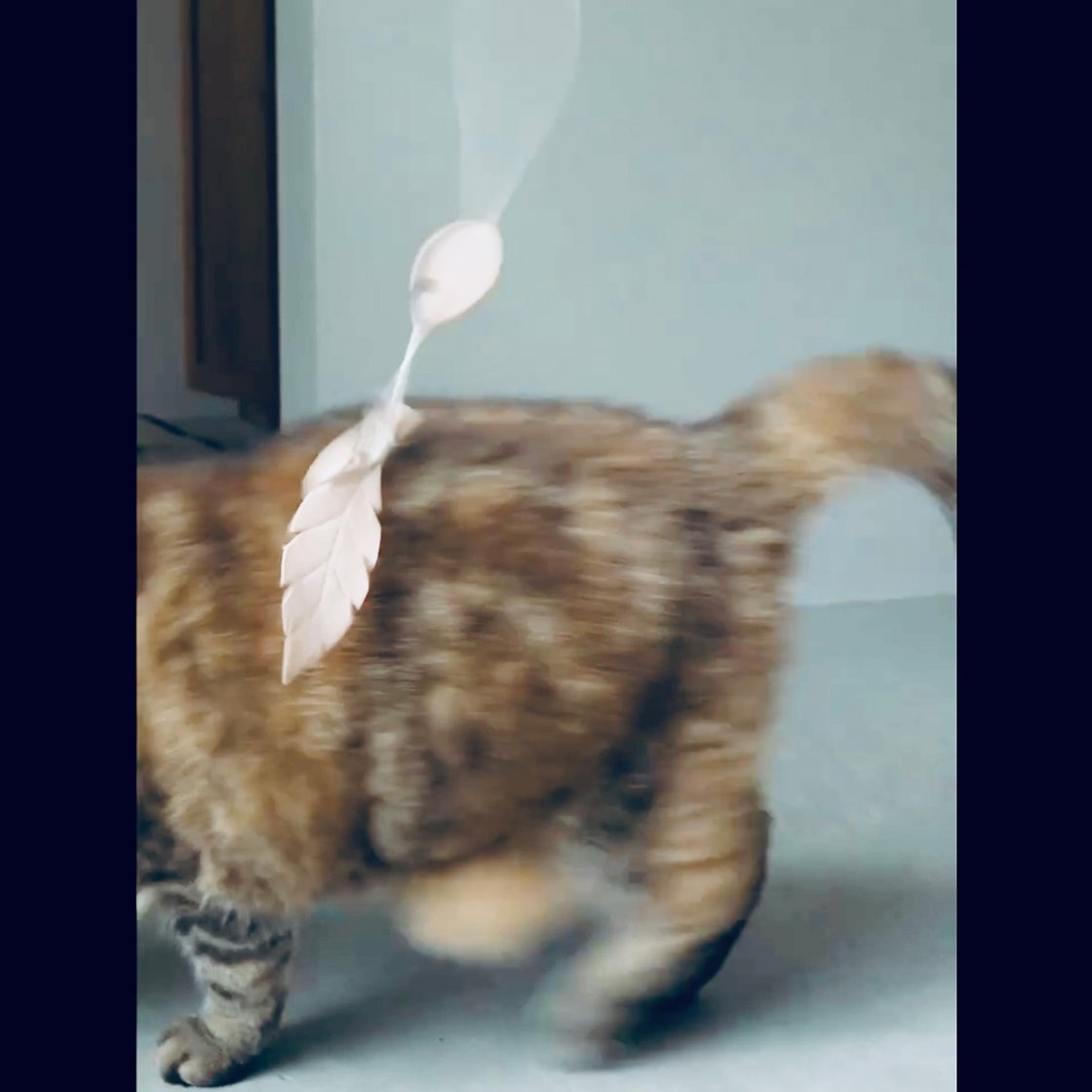 <img class='new_mark_img1' src='https://img.shop-pro.jp/img/new/icons5.gif' style='border:none;display:inline;margin:0px;padding:0px;width:auto;' />SUSTAINYA Fish The Cat / Τ餷