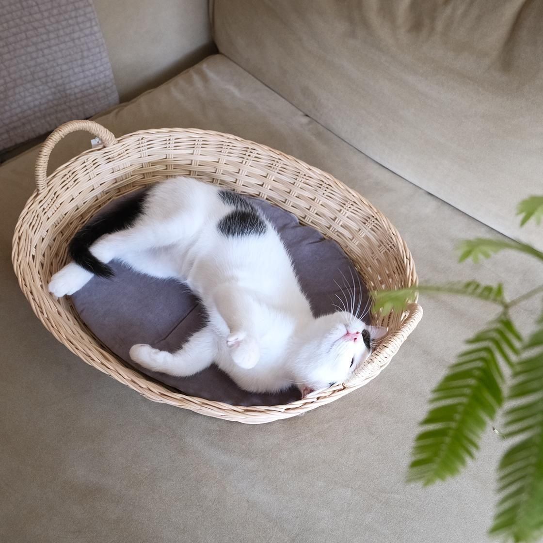 <img class='new_mark_img1' src='https://img.shop-pro.jp/img/new/icons57.gif' style='border:none;display:inline;margin:0px;padding:0px;width:auto;' />ڥ 륭åȥ٥å / moily  NECOTO