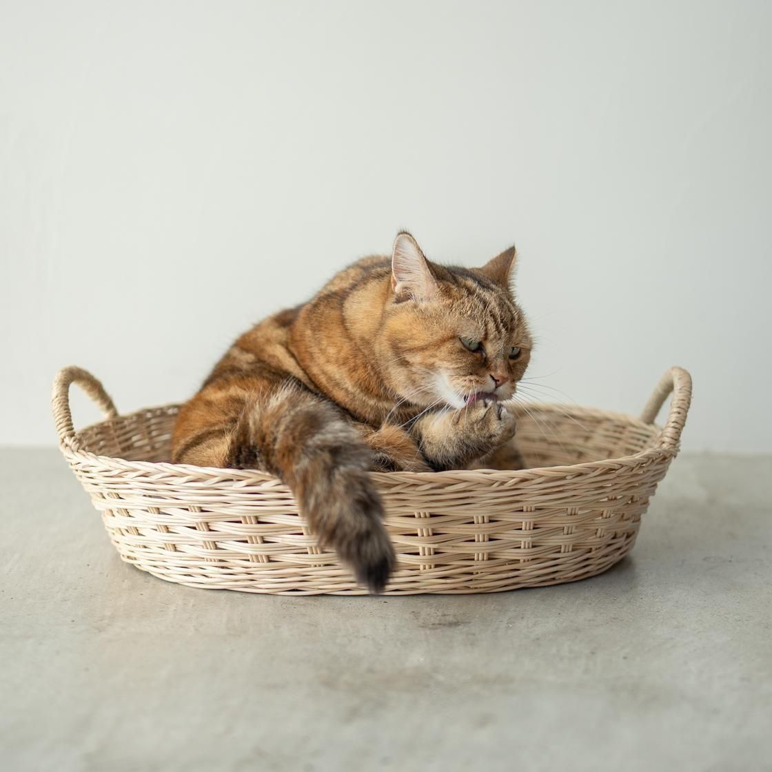 <img class='new_mark_img1' src='https://img.shop-pro.jp/img/new/icons57.gif' style='border:none;display:inline;margin:0px;padding:0px;width:auto;' />ڥ 륭åȥ٥å / moily  NECOTO