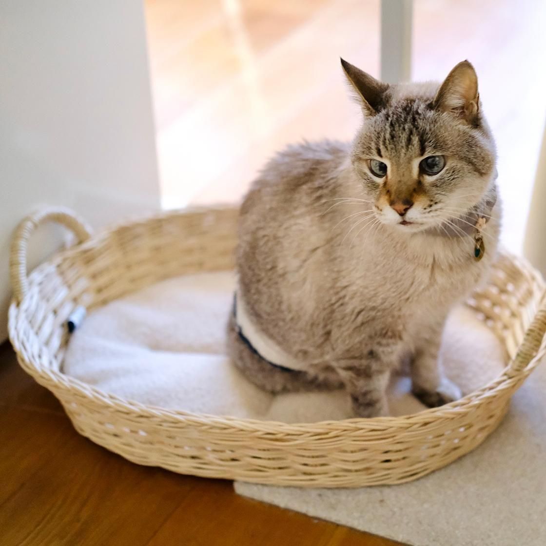 <img class='new_mark_img1' src='https://img.shop-pro.jp/img/new/icons57.gif' style='border:none;display:inline;margin:0px;padding:0px;width:auto;' />ڥ 륭åȥ٥å / moily  NECOTO