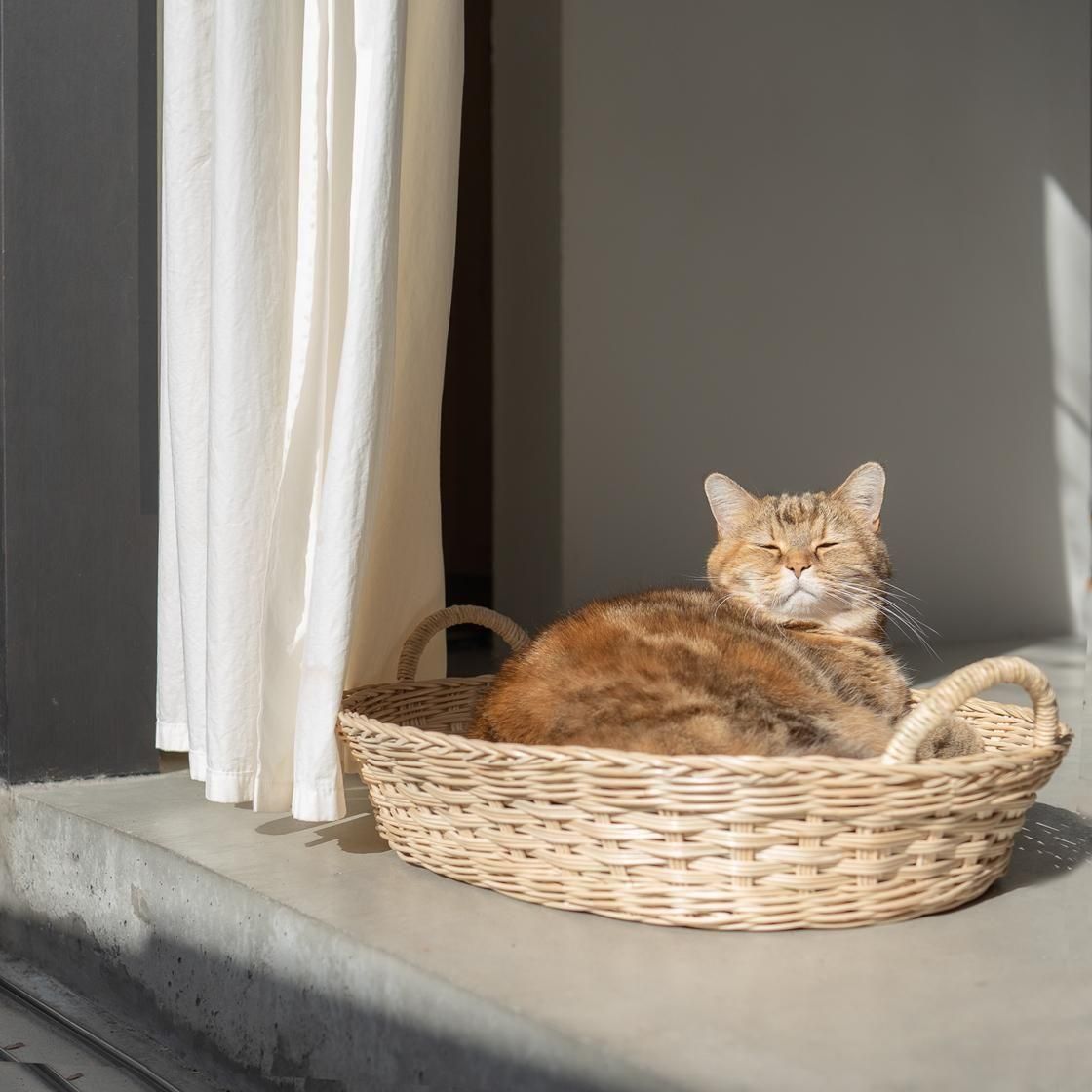 <img class='new_mark_img1' src='https://img.shop-pro.jp/img/new/icons57.gif' style='border:none;display:inline;margin:0px;padding:0px;width:auto;' />ڥ 륭åȥ٥å / moily  NECOTO