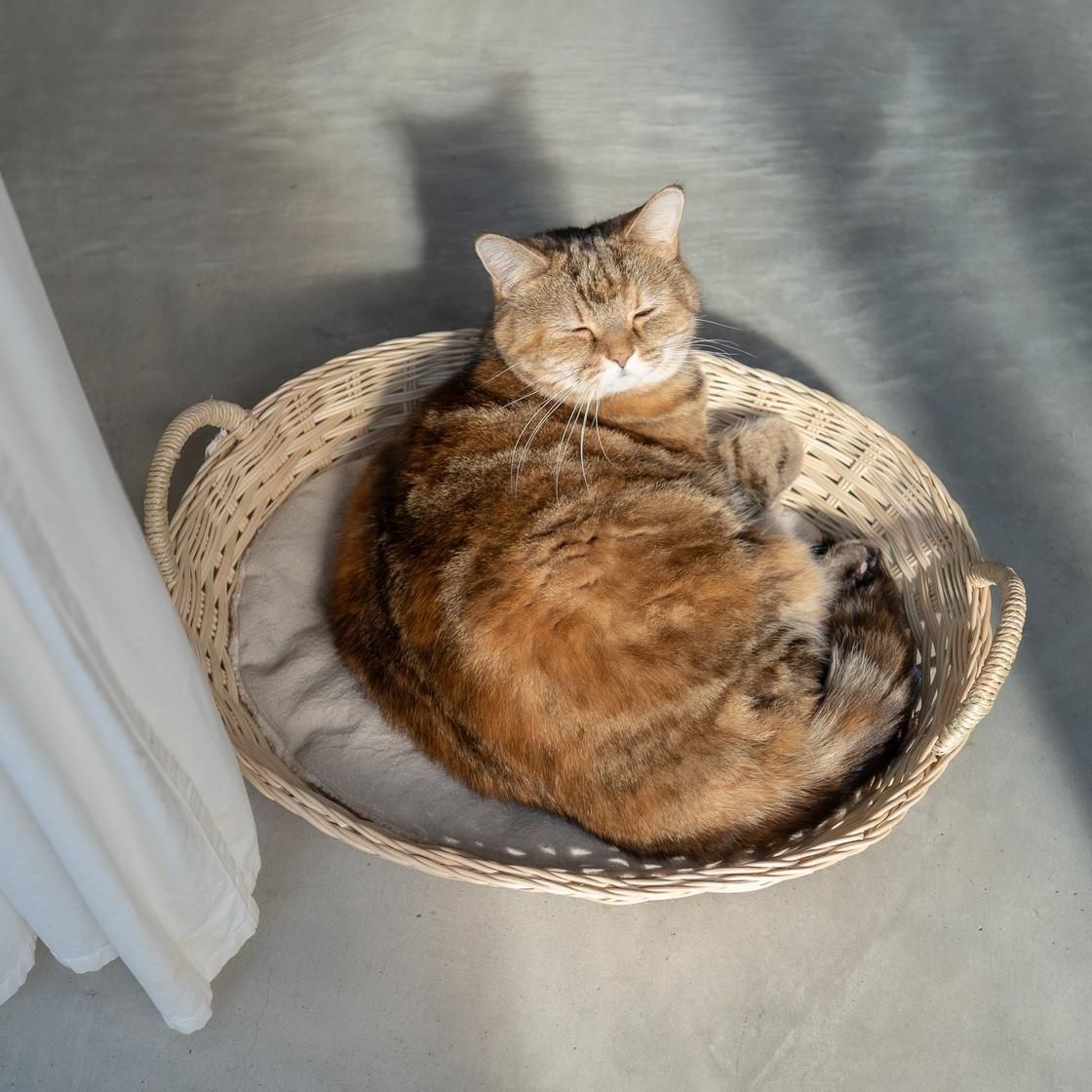 <img class='new_mark_img1' src='https://img.shop-pro.jp/img/new/icons57.gif' style='border:none;display:inline;margin:0px;padding:0px;width:auto;' />ڥ 륭åȥ٥å / moily  NECOTO